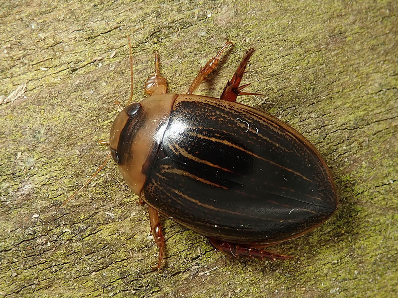 Dytiscidae: Hydaticus grammicus, maschio